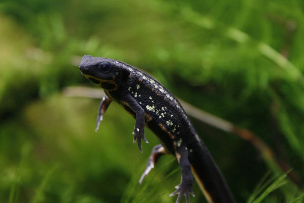 Cynops e. popei