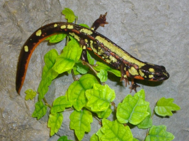 Cynops ensicauda popei female