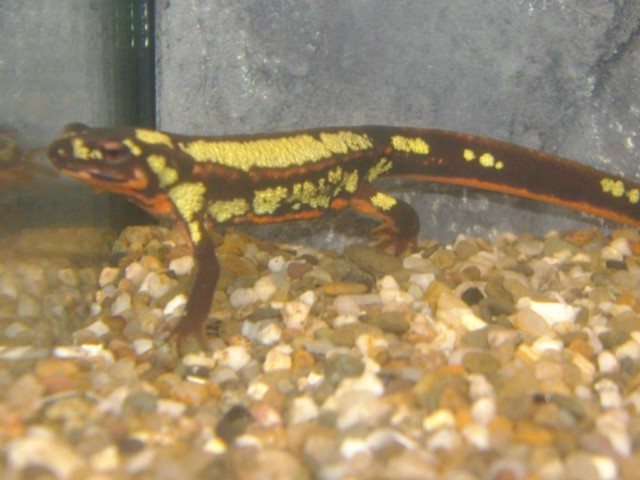 Cynops ensicauda popei female