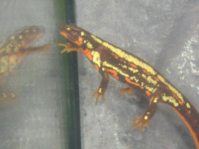 Cynops ensicauda popei female