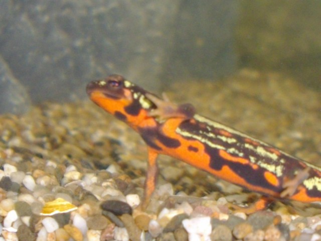 Cynops ensicauda popei female