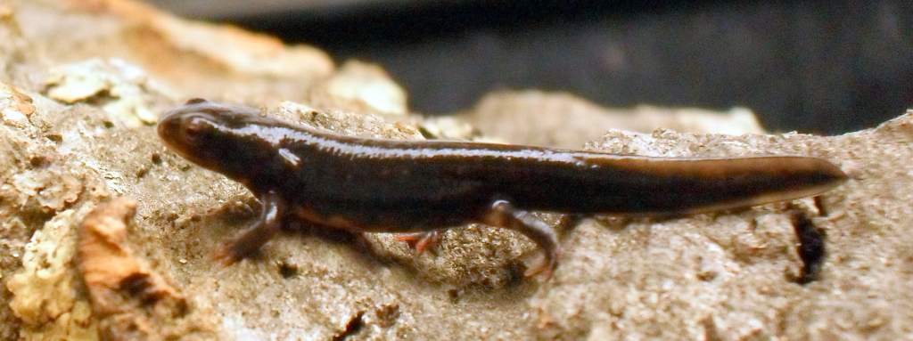 Cynops ensicauda popei - First walk on dry land