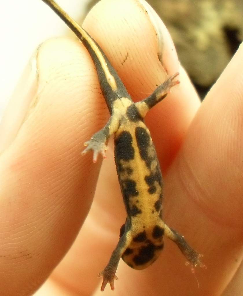 Cynops ensicauda popei fully terrestrial venter