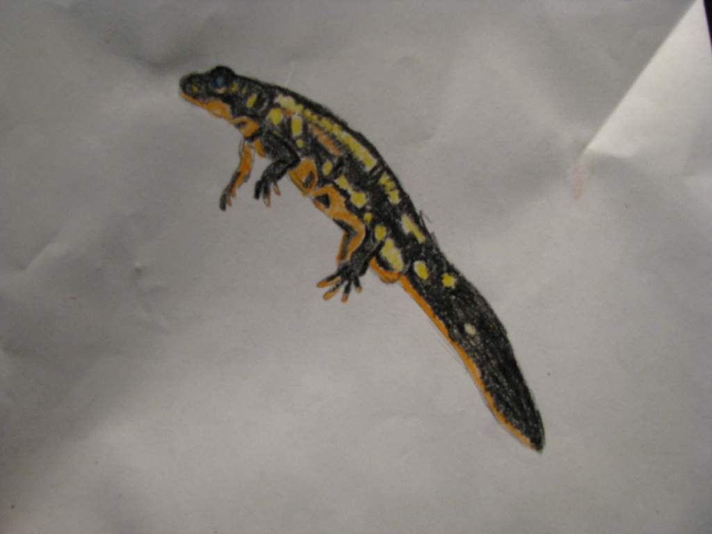 Cynops ensicauda popei(I wish I had some)
Drawn with crayon