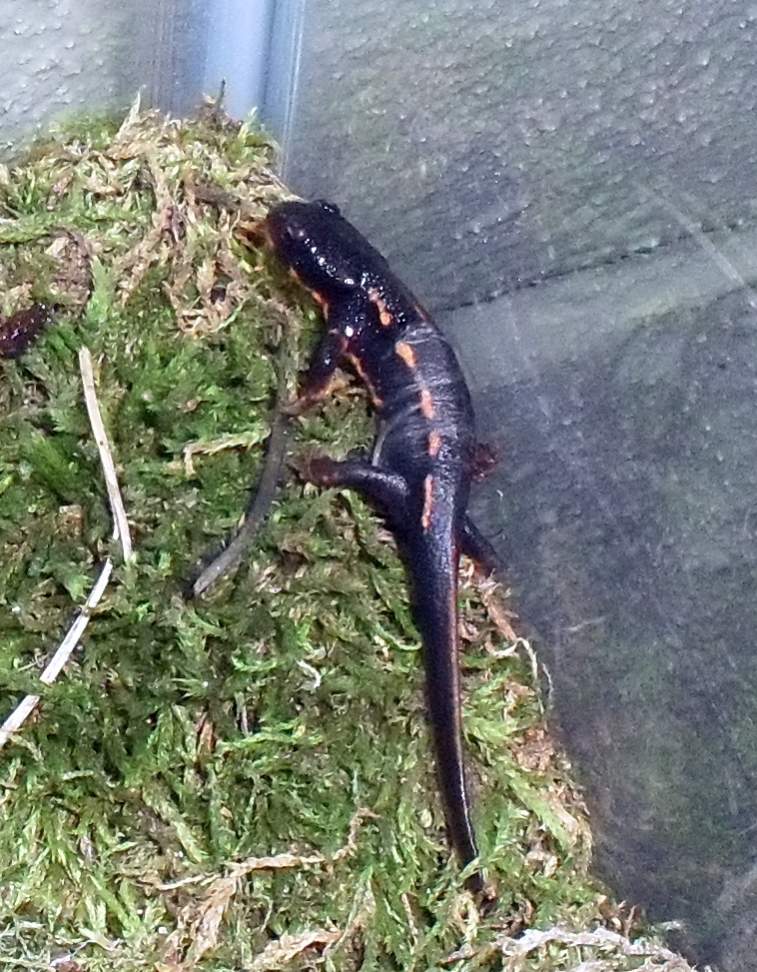 Cynops ensicauda popei shedding