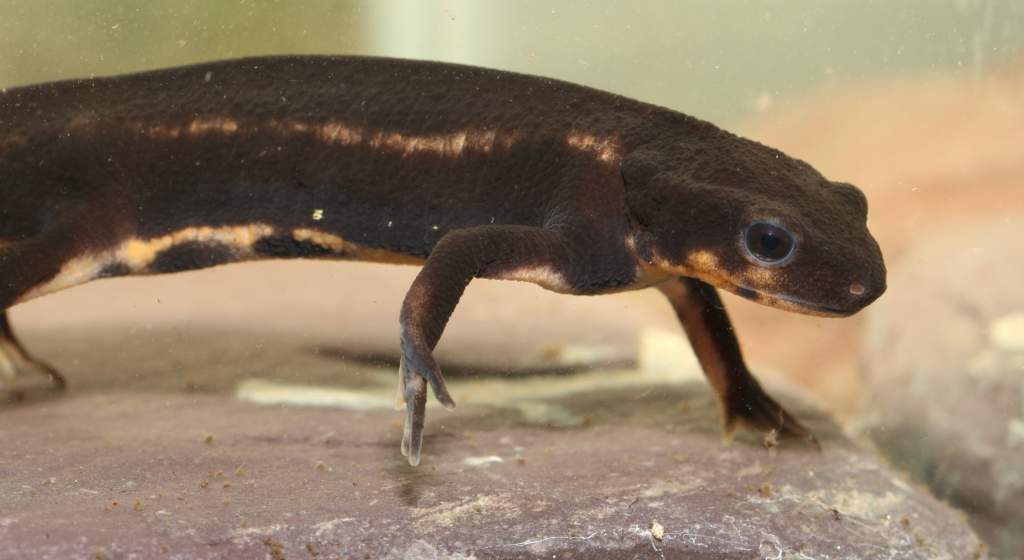 Cynops ensicauda popei