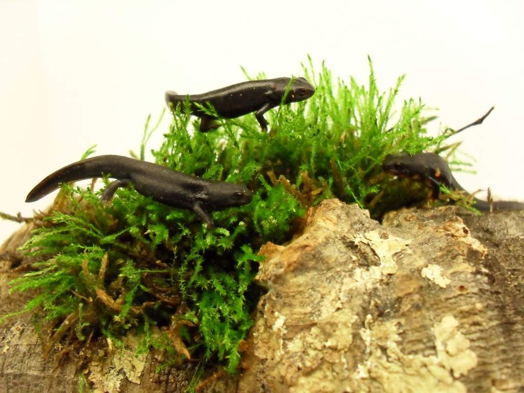 Cynops ensicauda popei