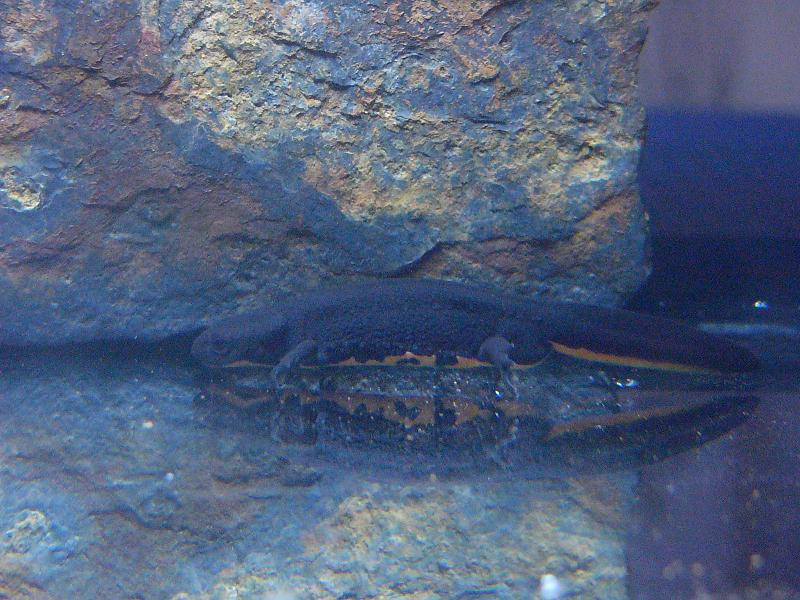 Cynops orientalis, CB adult male.