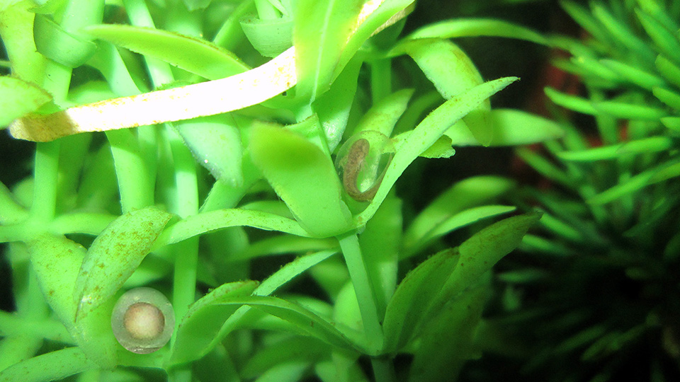 Cynops orientalis - egg 1 day old (bottom left) and egg 10 days - embryo (in center)