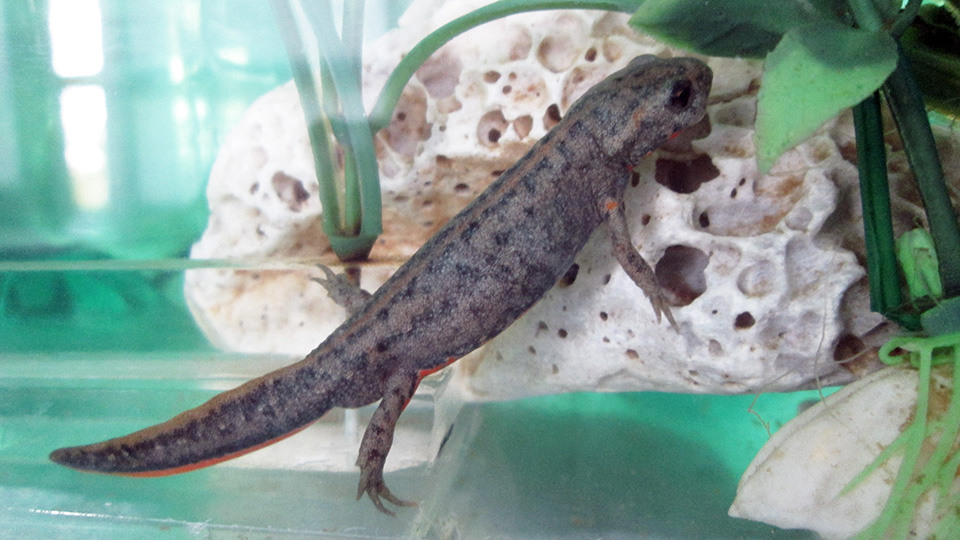 /Cynops orientalis/ - fire belly newt, young father