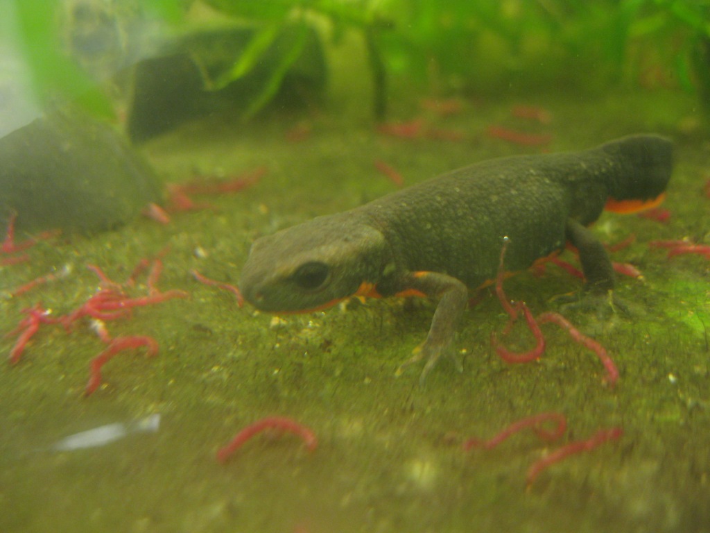 Cynops orientalis