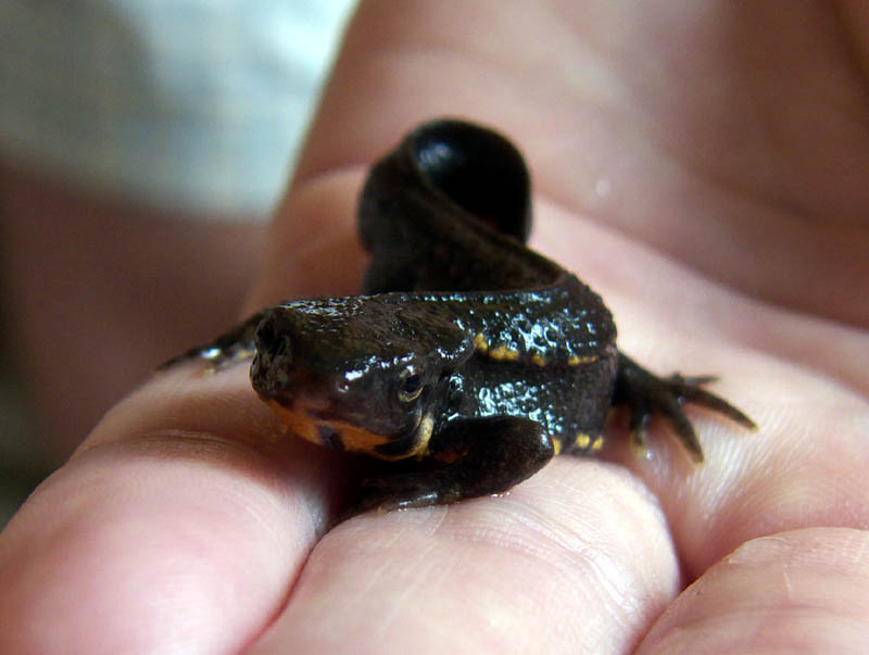 Cynops pyrrhogaster - a young male