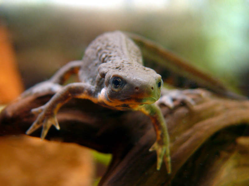 Cynops pyrrhogaster - a young male