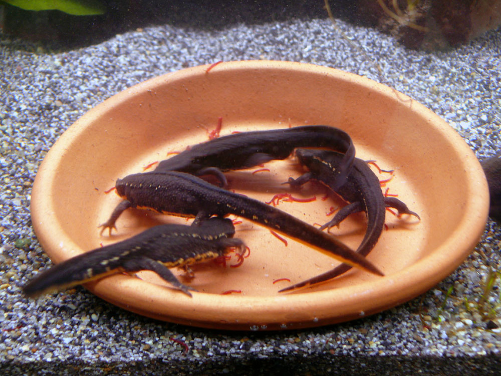 Cynops pyrrhogaster - feeding time