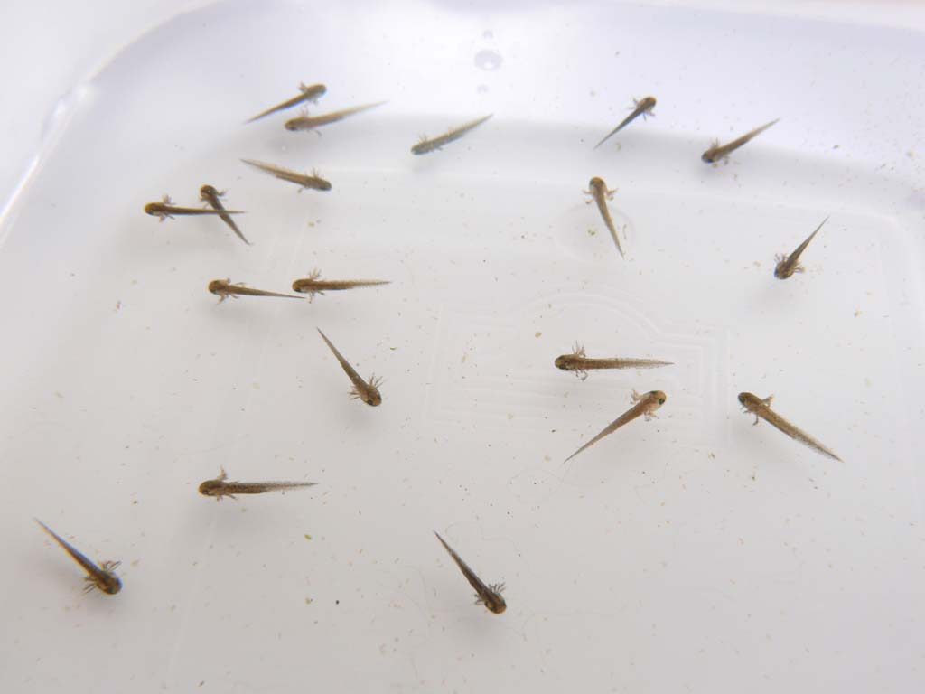 Cynops pyrrhogaster larvae