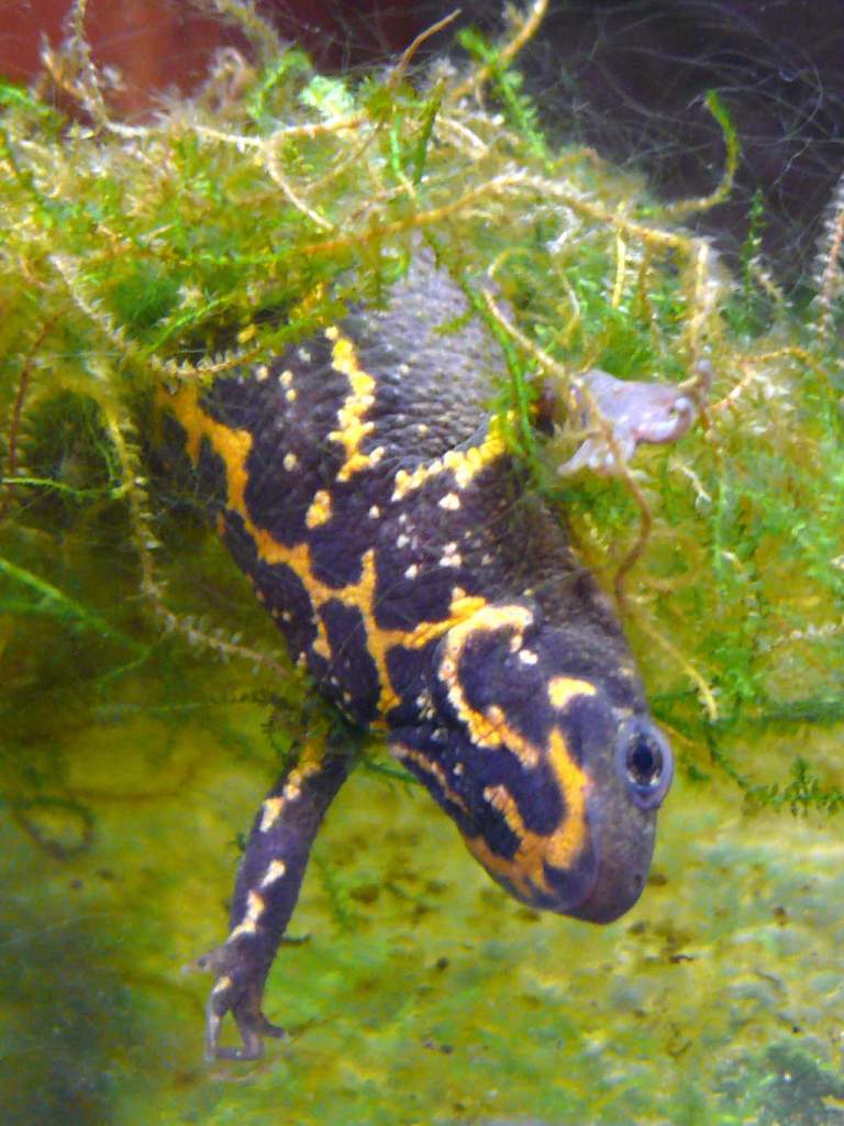 Cynops pyrrhogaster laying an egg