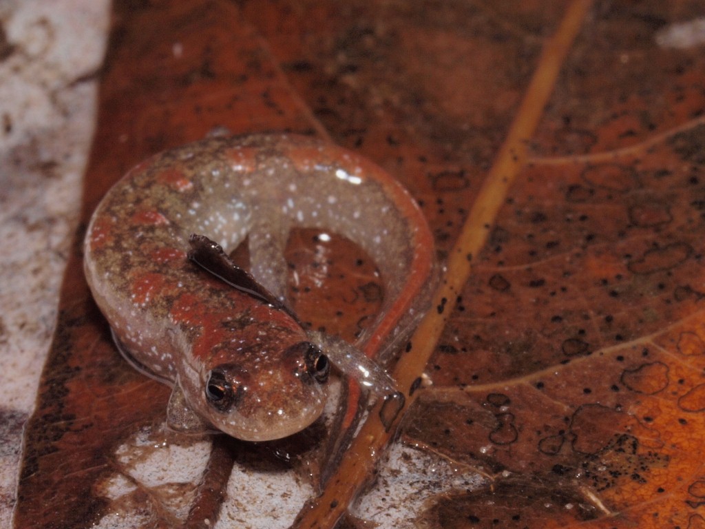 D. conanti from a bottomland braided stream system.