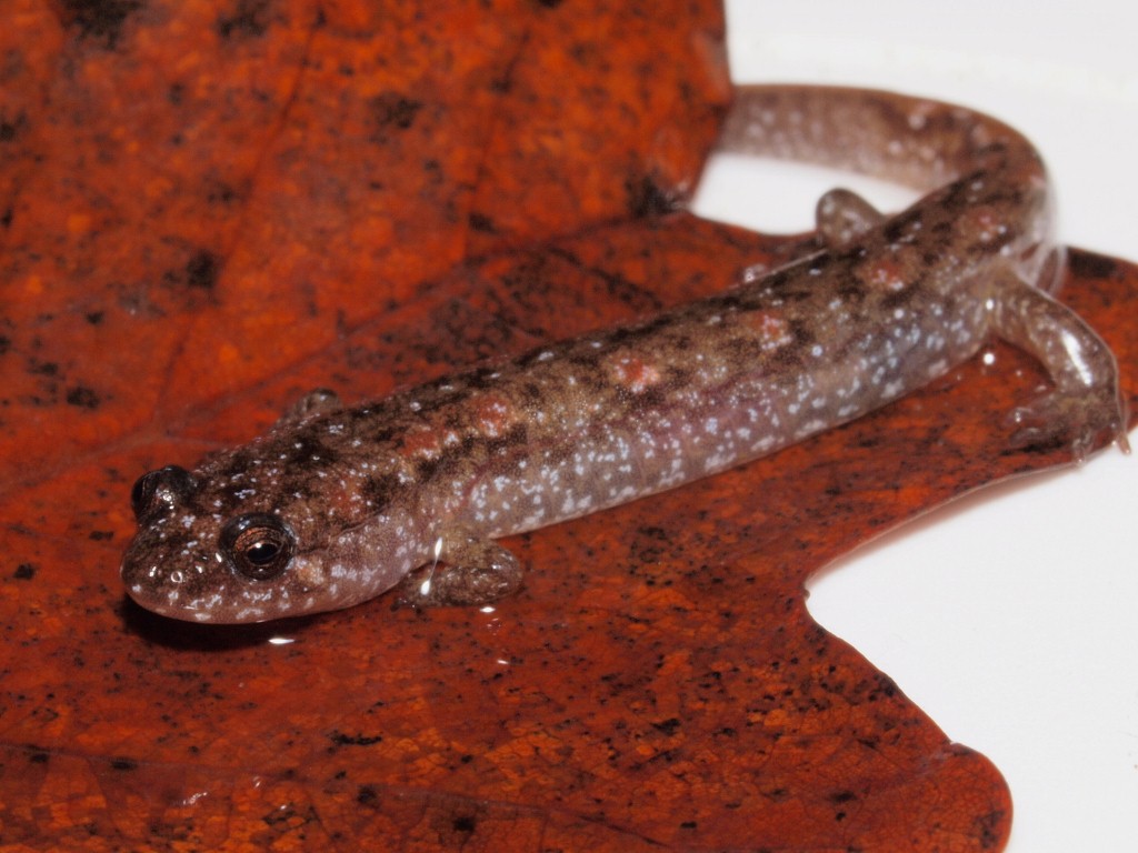 D. conanti from a bottomland braided stream system.