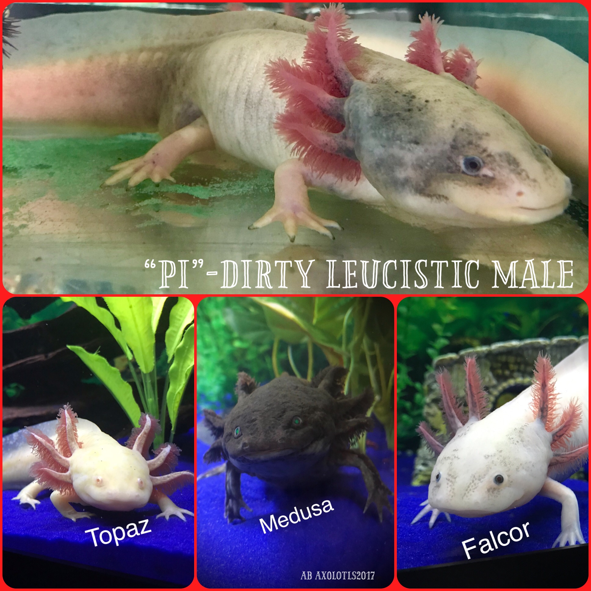 Daddy Pi,looks like a piebald...Topaz is a Golden GFP,Medusa is a gfp Melanoid,and Falcor a light dirty Leucistic.