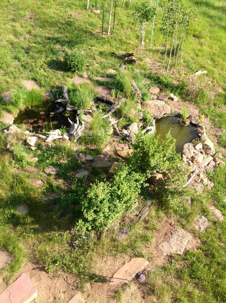 Dad's backyard ponds in Colorado