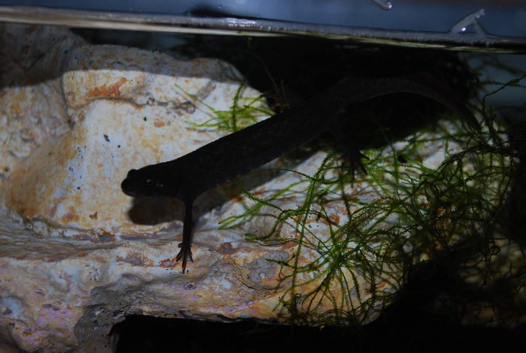 Danube Crested Newt that I got form Dave.