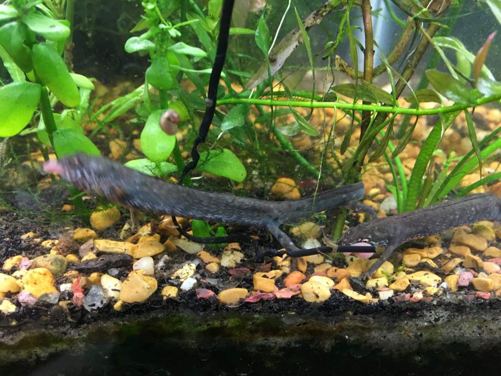 Danube Crested Newts