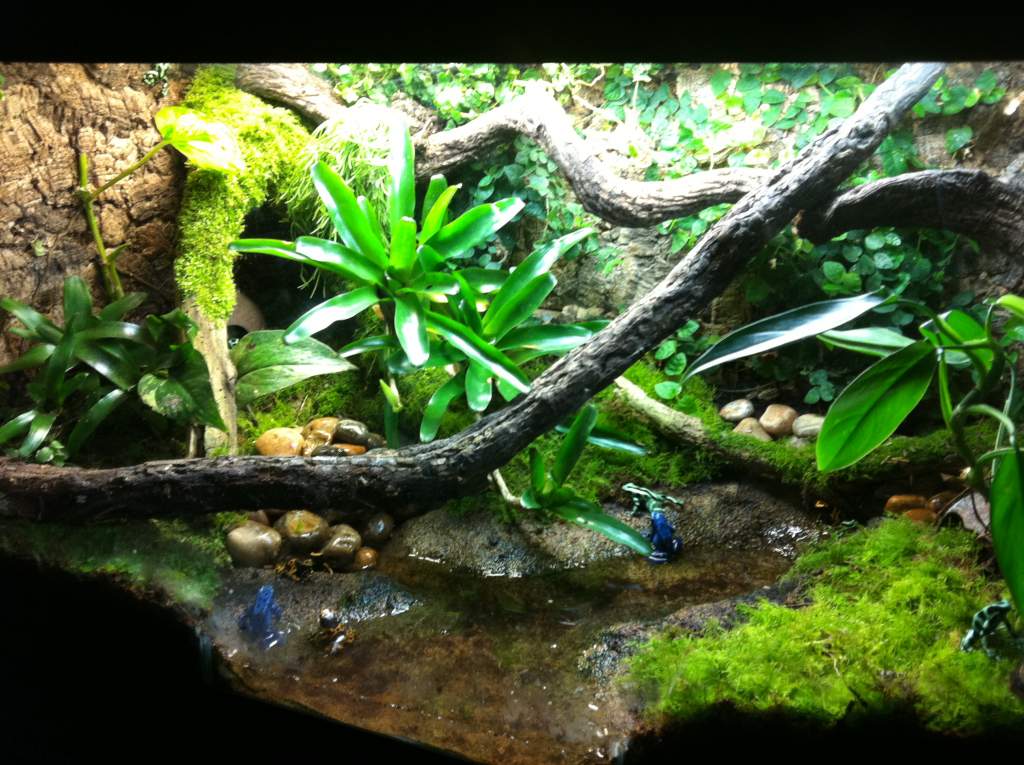 Dart Frog setup