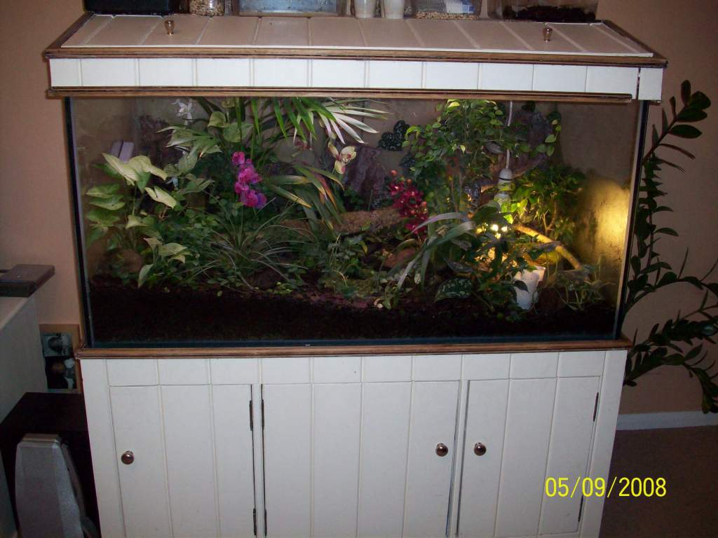 Dart frog tank 4 foot by 2 foot