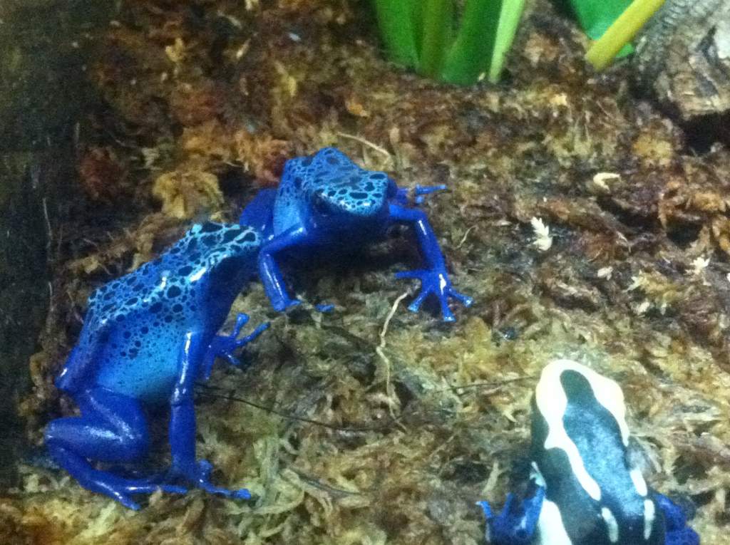 Dart Frogs