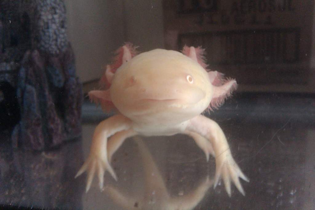 Darwin my albino axolotl