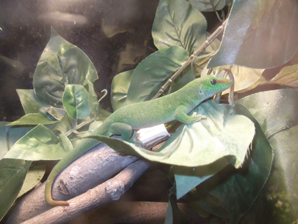 day gecko