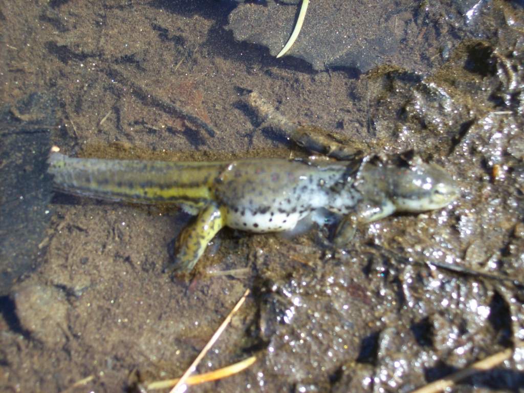 Dead Eastern newt succumed to evil dragonfly larvae.
(I almost cried, and i crushed the dumb lavae.)