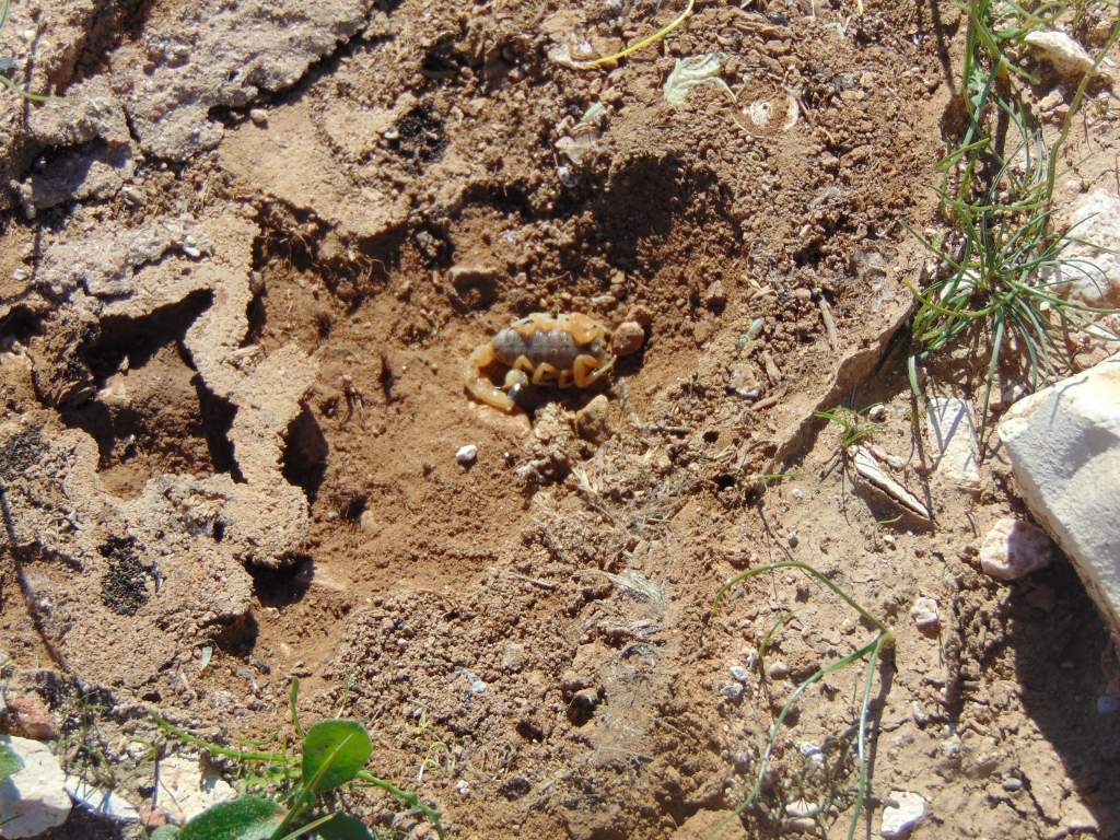 Deathstalker scorpion. Accidentally found while herping in Amman