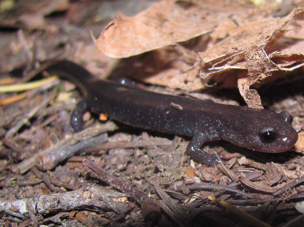 Del Norte Salamander (Plethadon elongatus), dark phase