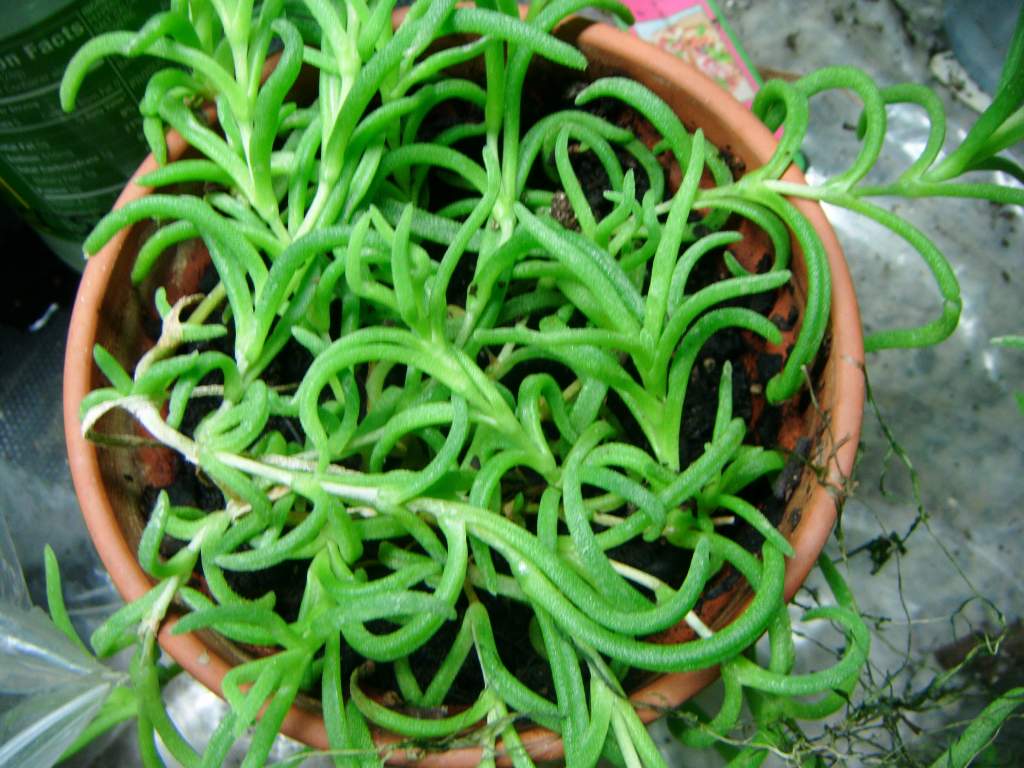 Delosperma Bosseranum