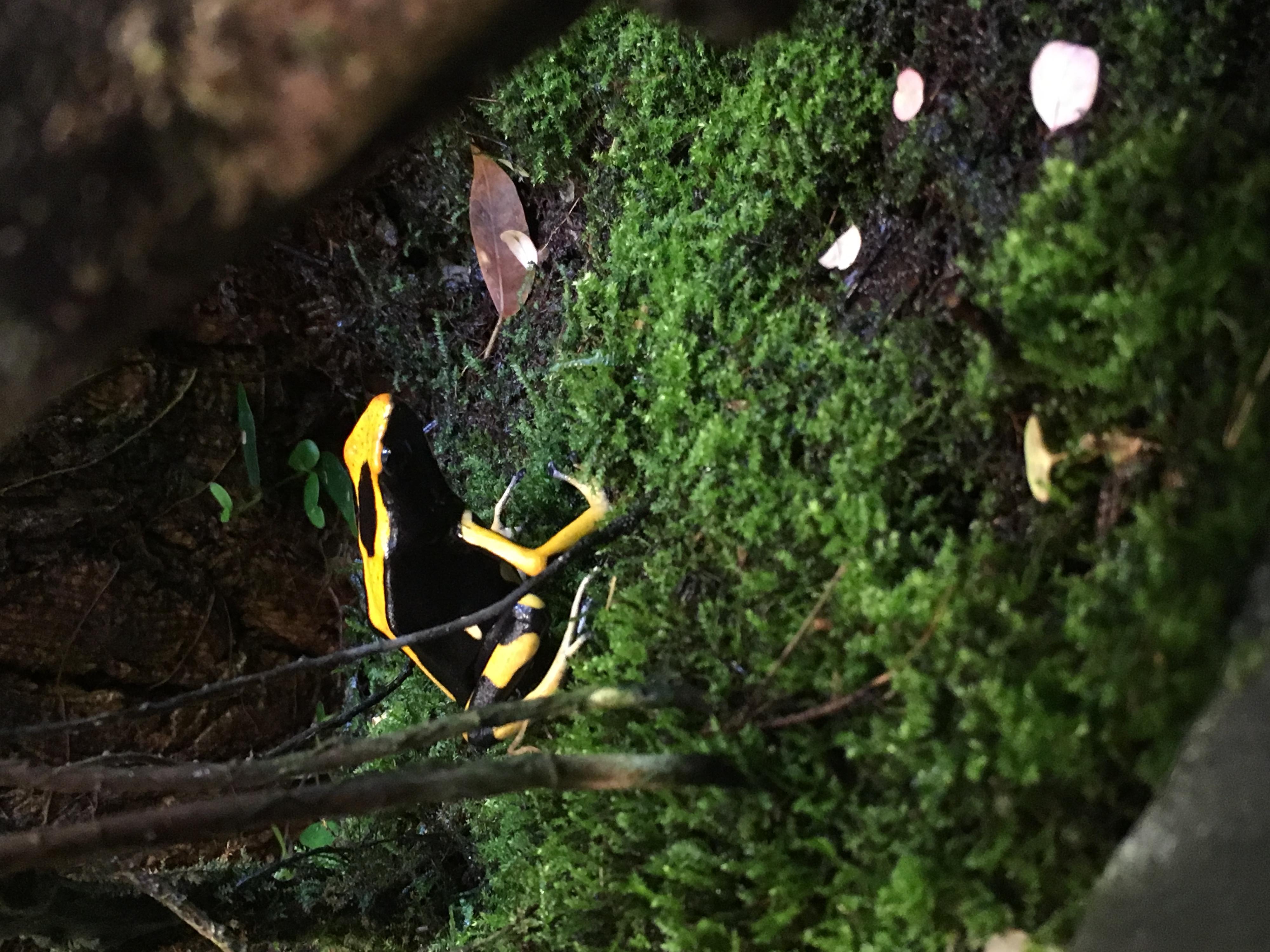 Dendrobate tinctorius rare orange table montain morf