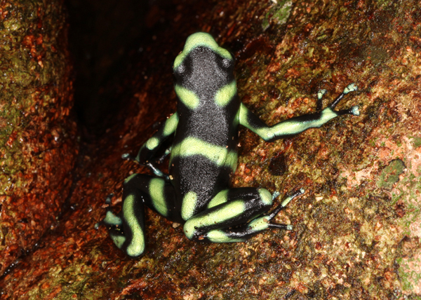 Dendrobates auratus - Green and Black Poison Frog (Osa peninsular form)