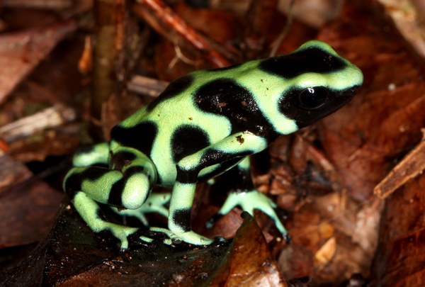 Dendrobates auratus - Green and Black Poison Frog