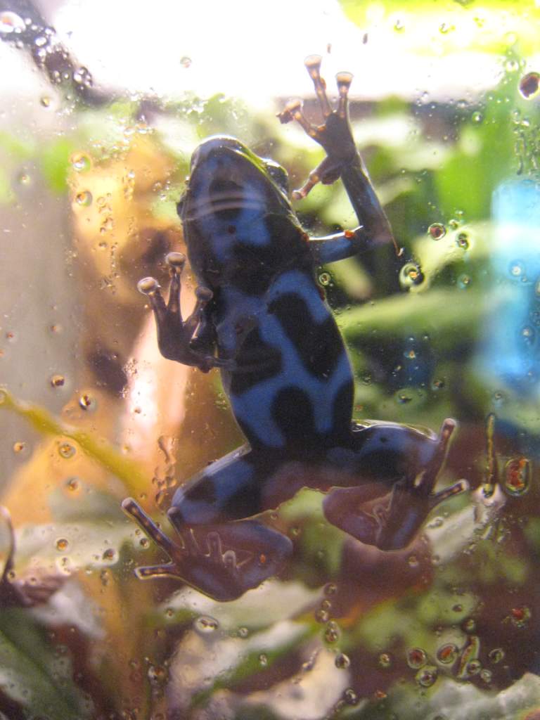 Dendrobates auratus