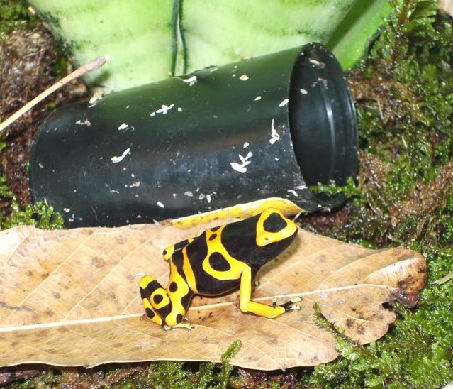 Dendrobates leucomelas