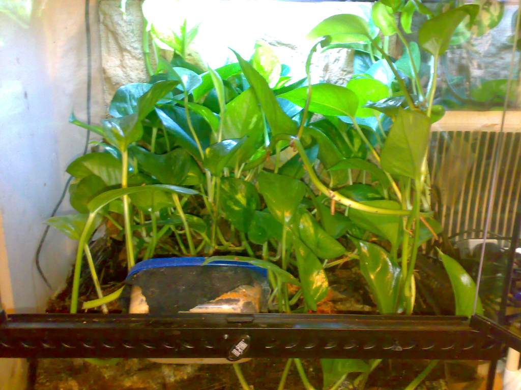 Dendrobates Tinc (Brazil) tank, included a few different plants and bromeliads but the Devils Ivy seemed to have taken over the tank over night. The T