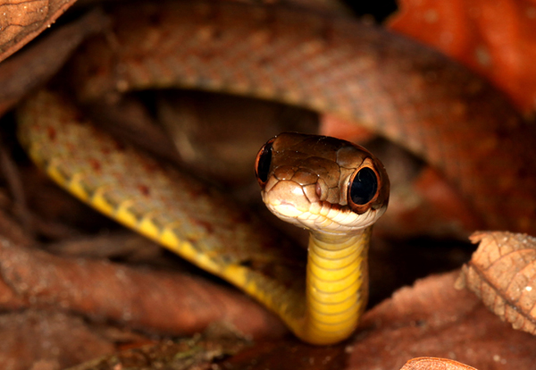 Dendrophidion vinitor - Lowland Forest Racer