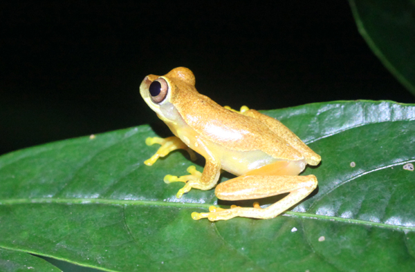 Dendropsophus ebraccatus - Hourglass Treefrog