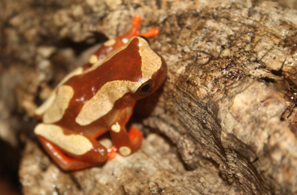 Dendropsophus leucophyllatus