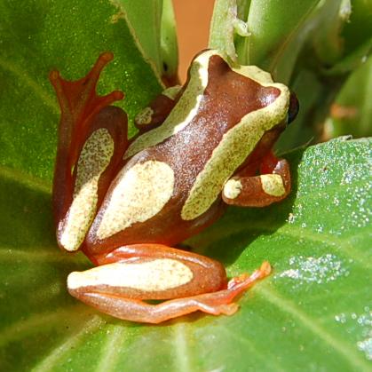 Dendropsophus leucophyllatus