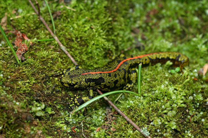 Dennis Hägg   triturus marmoratus