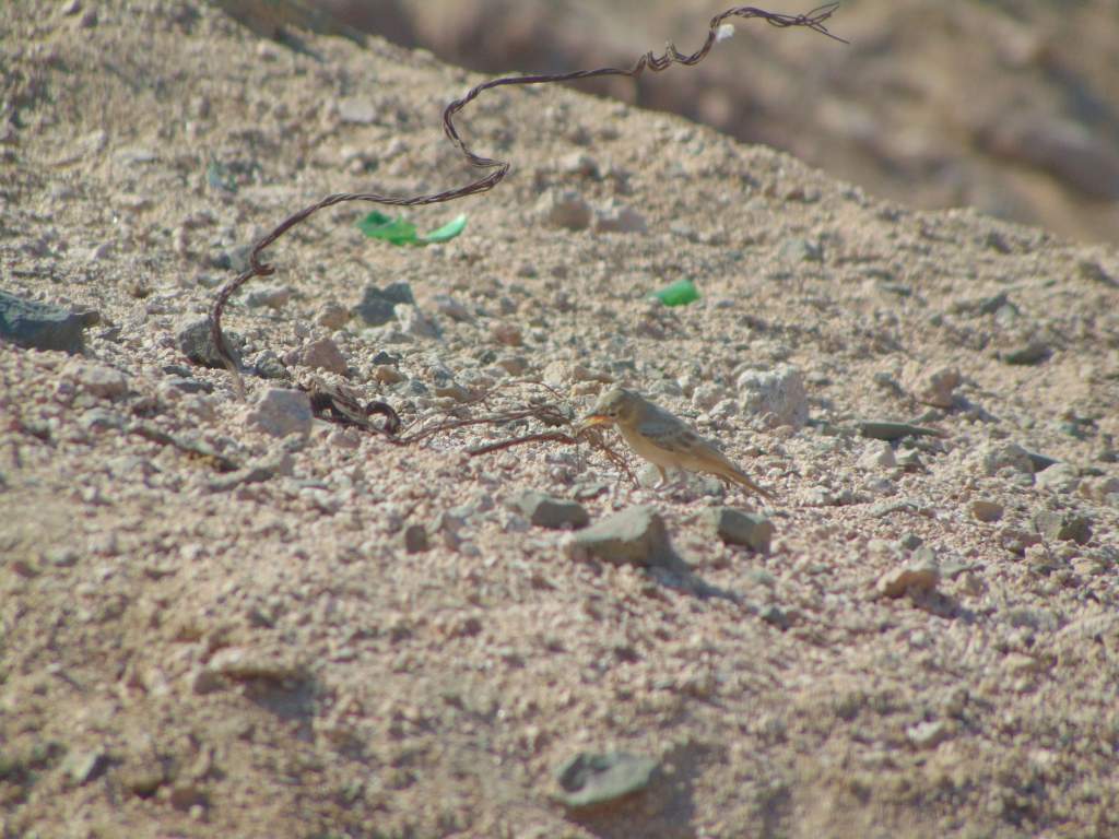 Desert lark. Seen behind the city in Aqaba