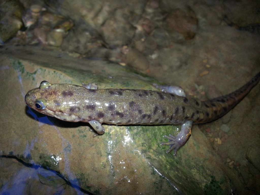 Desmognathus monticola