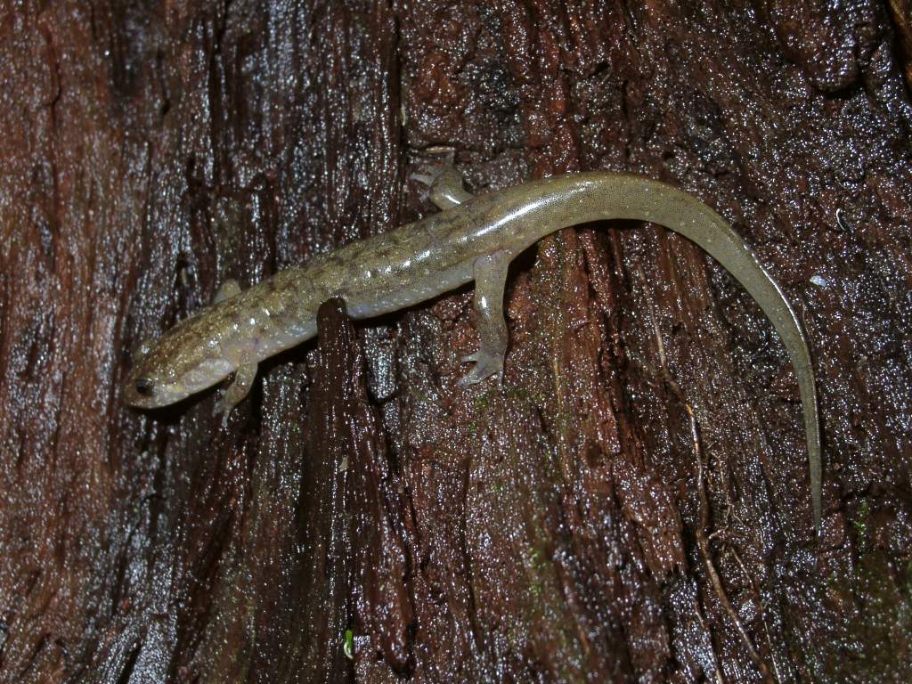 Desmognathus monticola