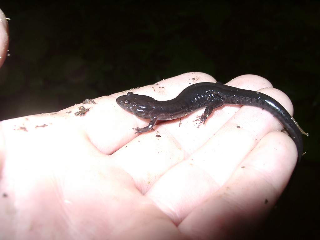 Desmognathus orestes

There were a few individuals found in that creek that were melanistic.